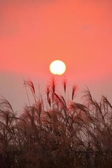 夕焼けのススキ-5 夕焼けのススキ-5 夕焼け,ススキ,秋の写真素材