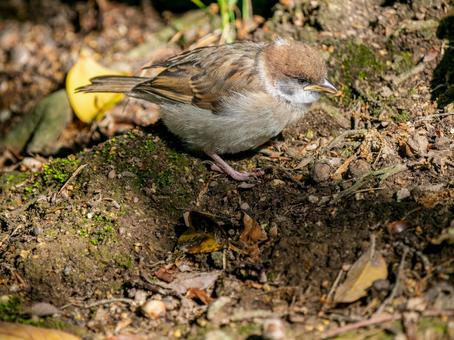 Young sparrow walking on the ground, JPG Young sparrow walking on the ground, JPG