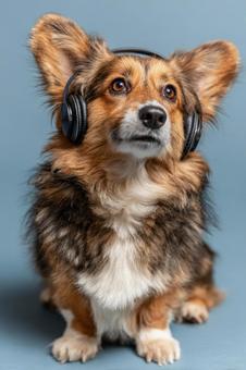 音楽を聴いているようなユニークなコーギーの写真