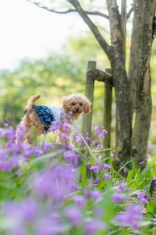 春の公園で散歩するトイプードル 春の公園で散歩するトイプードルの写真