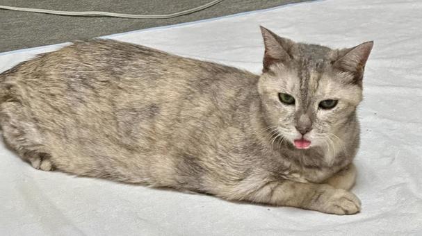 舌が出てる猫 舌が出てる猫 ねこ,多頭飼い,可愛いの写真素材