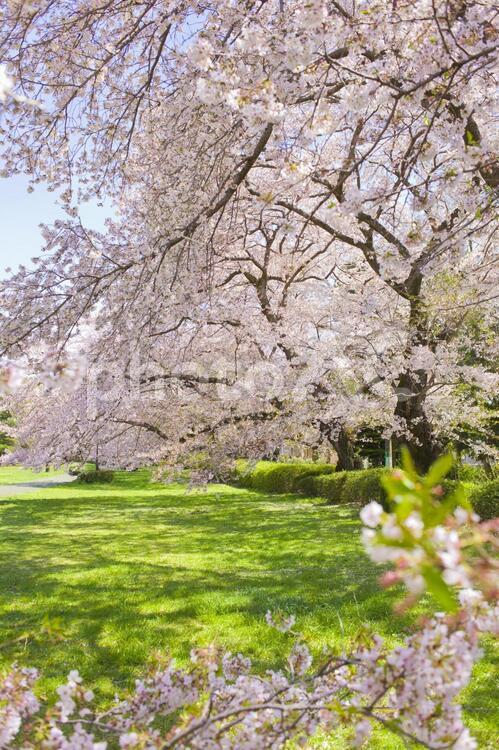 背景　桜の公園 背景,桜,花の写真素材
