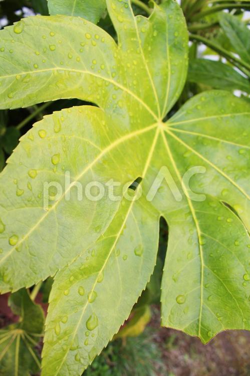 旭水公園　葉っぱ　滴 葉っぱ,雨,雫の写真素材