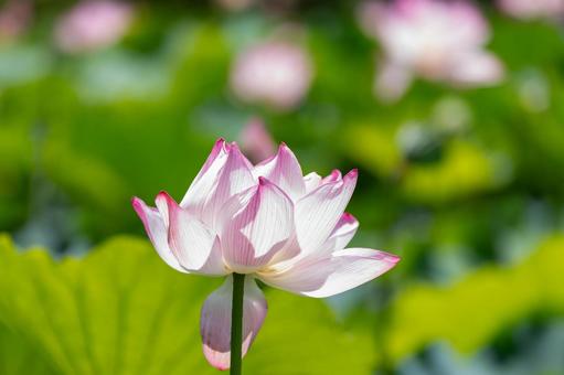 ハスの花 ハスの花の写真