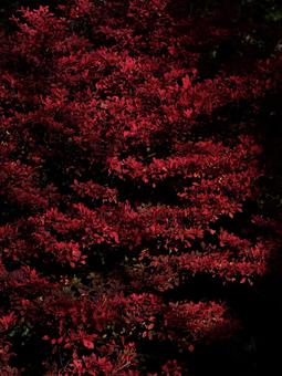 ドウダンツツジの紅葉 ドウダンツツジの紅葉の写真
