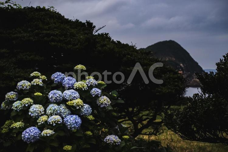 ＜五島の風景＞梅雨の風景と紫陽花の花 あじさい,紫陽花の壁紙,アジサイの写真素材