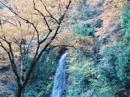 岐阜県-養老の滝と紅葉 養老の滝,滝,日本の滝百選の写真素材
