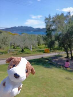 犬とオリーブ園 風車,小豆島,オリーブ園の写真素材
