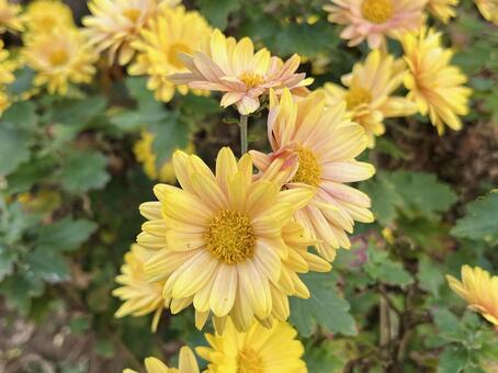 庭に咲いた黄色い菊 花,菊,小菊の写真素材