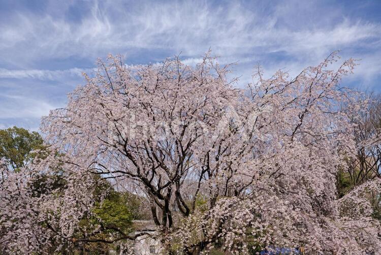 満開の枝垂れ桜 サクラ,春,桜の写真素材