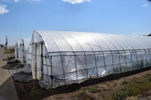 農業用ビニールハウス 茨城県 農業用ビニールハウス,農業用ハウス,農業ビニールハウスの写真素材