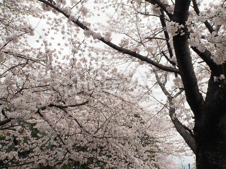 立派な桜の木 桜,さくら,サクラの写真素材