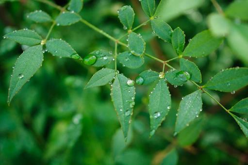 水滴がついた葉っぱ 水滴がついた葉っぱ 朝露,雨,葉っぱの写真素材