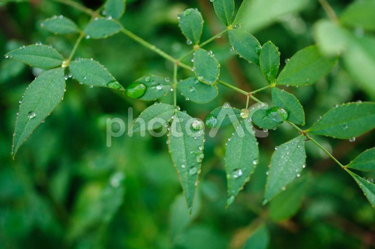 水滴がついた葉っぱ 朝露,雨,葉っぱの写真素材