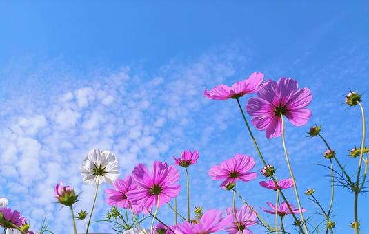 秋晴れの青空に映えるピンクの秋桜の花 秋晴れの青空に映えるピンクの秋桜の花 秋桜,ピンク色,秋の写真素材