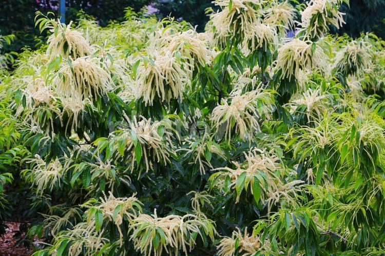 栗の花2(横浜市内にて) 栗の花,栗の木,ブナ科の写真素材