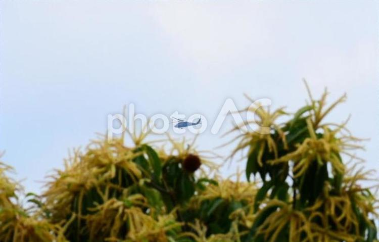 ヘリコプターと樹木 曇天,曇り,空の写真素材