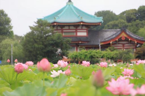 不忍池 蓮の花と弁天堂 不忍池 蓮の花と弁天堂 ハス,蓮の花,上野公園の写真素材