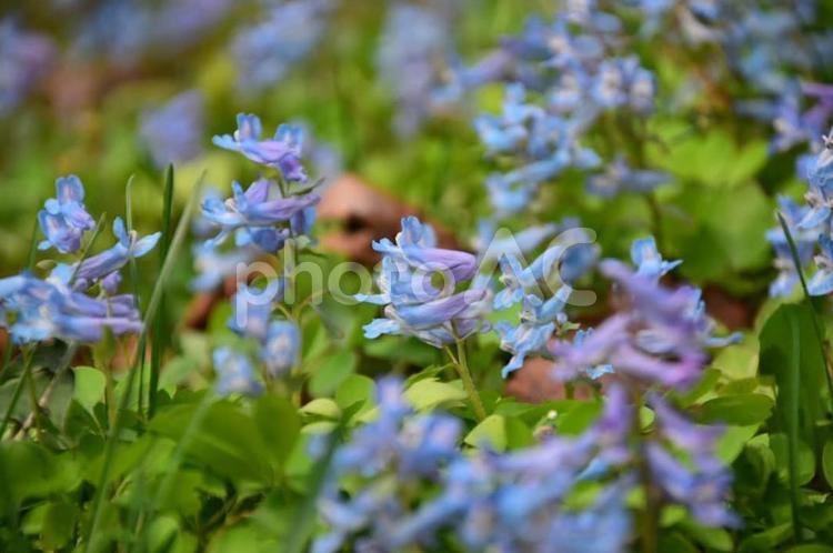 エゾノエンゴサク エゾノエンゴサク,花,植物の写真素材