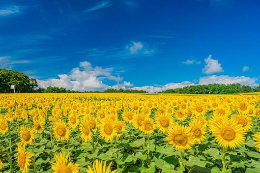 北海道 北竜町ひまわりの里 北海道 北竜町ひまわりの里 北海道,日本,北竜の写真素材
