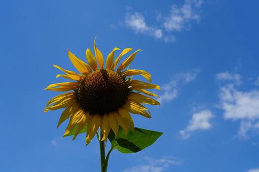Summer sky sunflower, JPG Summer sky sunflower, JPG