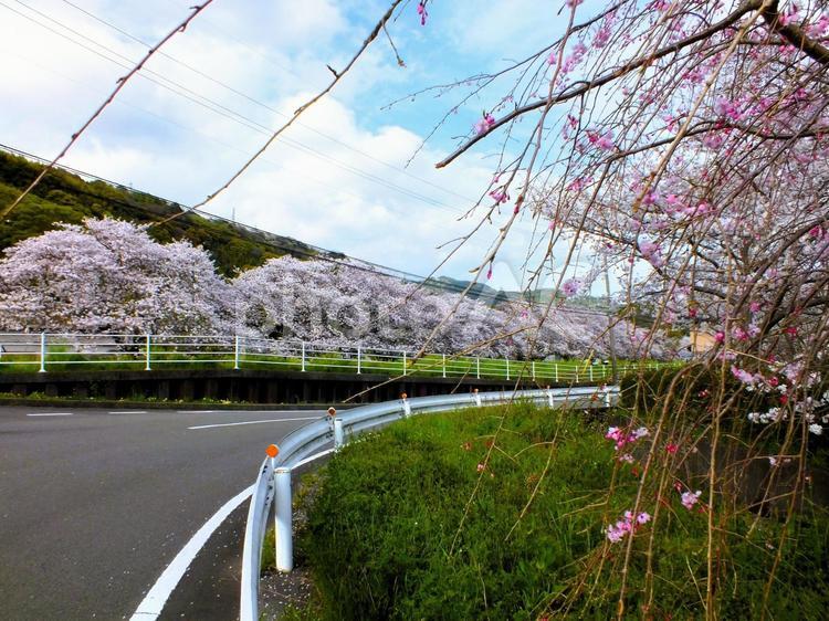 枝垂れ桜と桜満開の岸辺 桜,枝垂桜,桜並木の写真素材