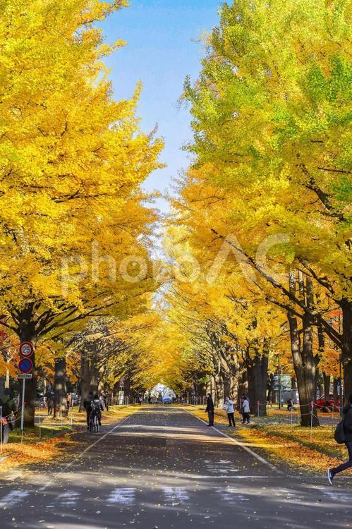 北海道大学のイチョウ並木 北海道大学,敷地,イチョウ並木の写真素材