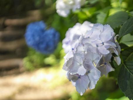Photo, white, hydrangea, mountain path, 