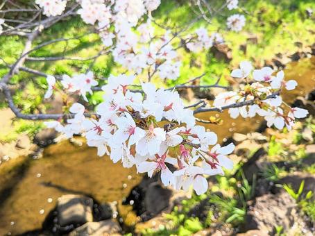 桜と小川 桜と小川の写真