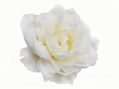 White rose * See below for cutout path White rose * See below for cutout path