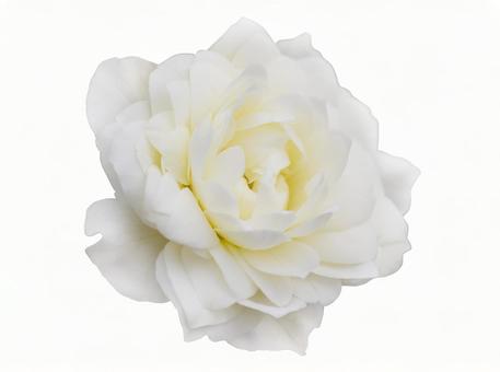 Photo, roses, bianco, fiore, 