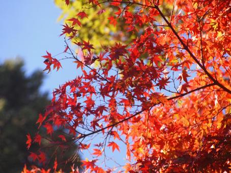 紅葉 紅葉の写真