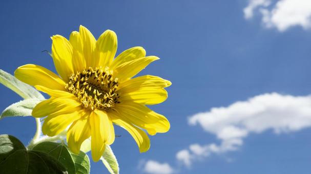 夏空に咲くひまわり 夏空に咲くひまわり ひまわり,花,夏の写真素材