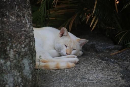 cat, JPG cat, JPG