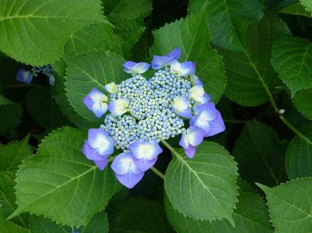 花壇の植え込みに咲くガクアジサイ 花壇の植え込みに咲くガクアジサイ ガクアジサイ,花,植物の写真素材