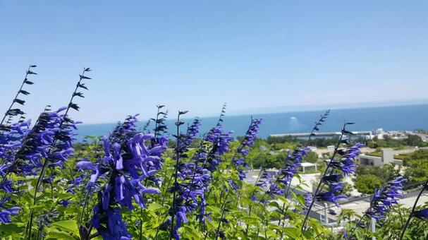 花 花の写真