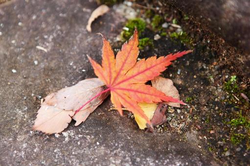 イロハモミジ 2013 13 イロハモミジ 2013 13 紅葉,モミジ,秋の写真素材