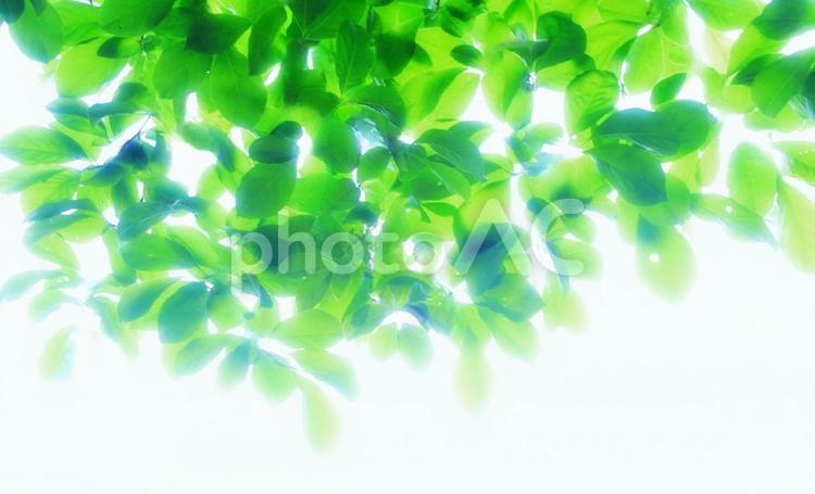 新緑・ボカシ背景イメージ素材 新緑,背景素材,グリーンの写真素材