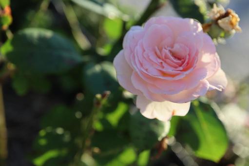 バラ園でピンクの薔薇を撮りました バラ園でピンクの薔薇を撮りましたの写真