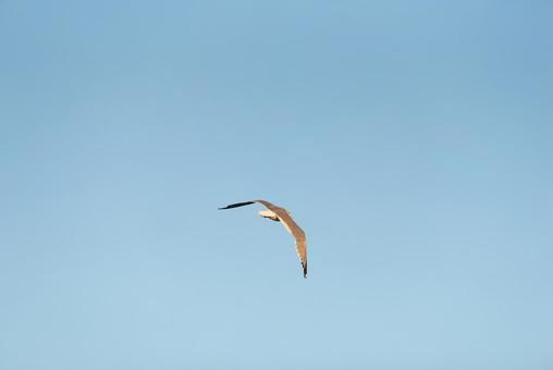 大空を優雅に舞うセグロカモメ 大空を優雅に舞うセグロカモメの写真