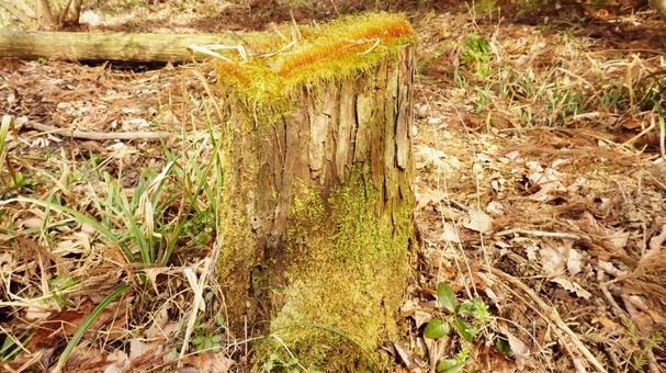 切り株と苔 切り株と苔の写真