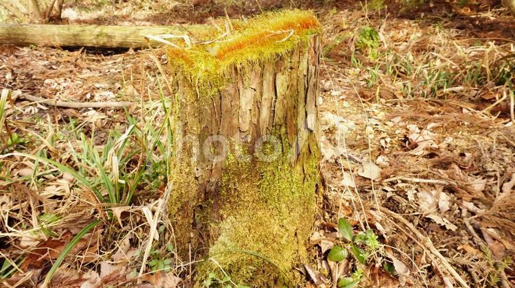 切り株と苔 松,木,樹木の写真素材