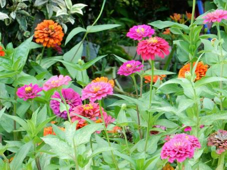 【花の写真】 ヒャクニチソウ（百日草） 百日草,ヒャクニチソウ,キク科の写真素材