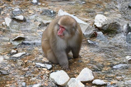 ニホンザル ニホンザルの写真