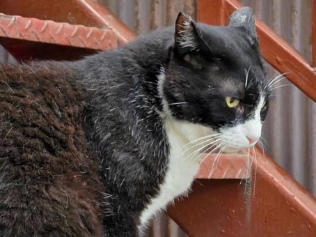 地域猫 地域猫 猫,ネコ,地域猫の写真素材