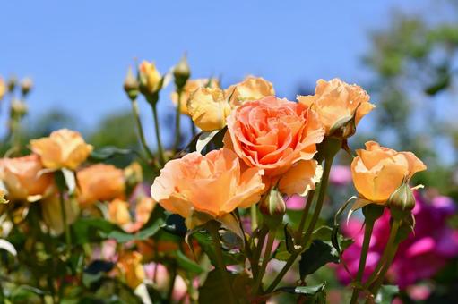 薔薇 ブラスバンド 薔薇 ブラスバンド 薔薇,ブラスバンド,オレンジの写真素材