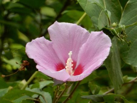 【花の写真】ムクゲの花 【花の写真】ムクゲの花の写真