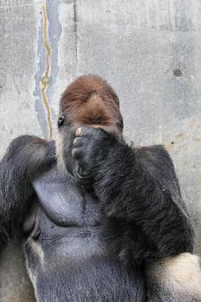 ニシゴリラ ニシゴリラの写真