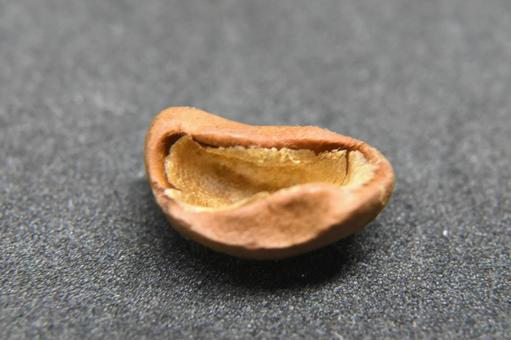 焙煎前のコーヒー豆の，貝殻豆 珈琲,珈琲豆,コーヒーの写真素材