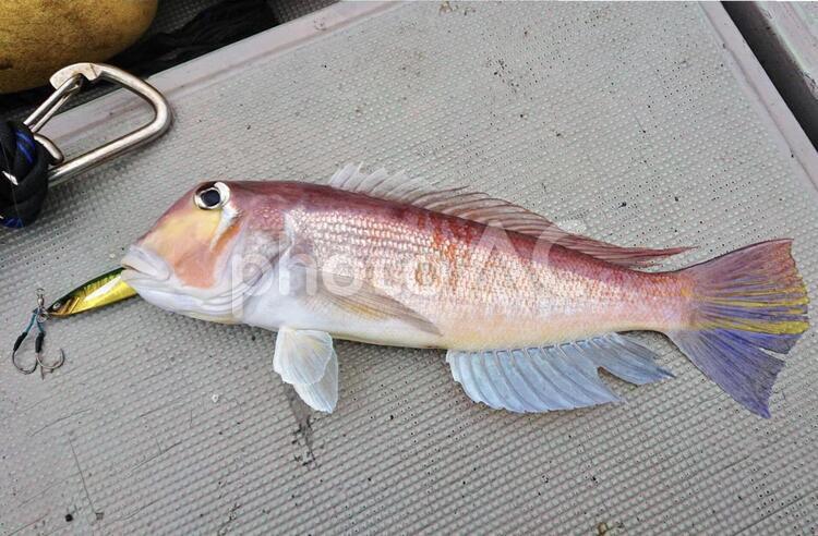 釣果　甘鯛　アマダイ　釣り 釣り,釣果,釣り針の写真素材